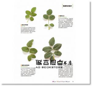 木村卓功《世界級玫瑰育種家栽培書：愛上玫瑰》噴泉