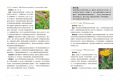 蘿絲瑪莉．葛蕾絲塔 《美國藥草教母的天然草藥全書：175種草藥茶、油膏、糖漿、敷劑和其他自然療法，一本歷久彌新的家庭保健指南》如果出版社