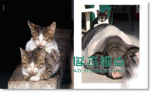 拍猫, 是很严肃的: 吴毅平15年猫写真精选